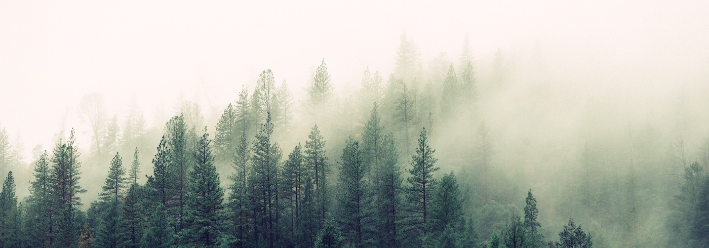 Forest rise. Обложка лес. Лес в тумане панорама. Лес шапка. Панорама еловый лес туман.